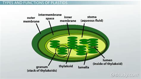 plastada in english|Plastada in English. Plastada Meaning and Cebuano to English .